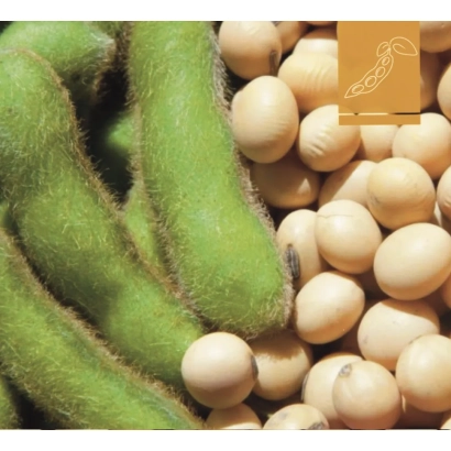 Зеленые соевые стручки и желтые соевые зерна - ЕС ПАЛЛАДОР