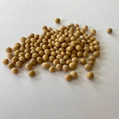 Soybeans on white background - Ezra