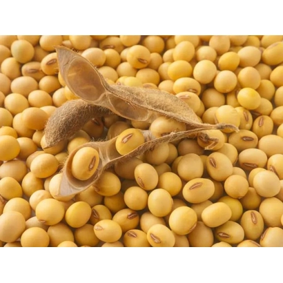 Соя в стручках и зернах - Галина