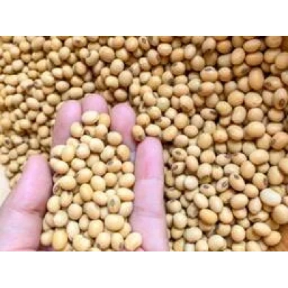 Рука тримає соєві боби на фоні насипу сої - ГЕОРГІЯ