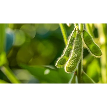 Зеленые стручки сои на ветке - Горизонт