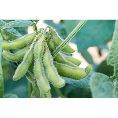 Зелені стручки сої на рослині - ГРЕЯ