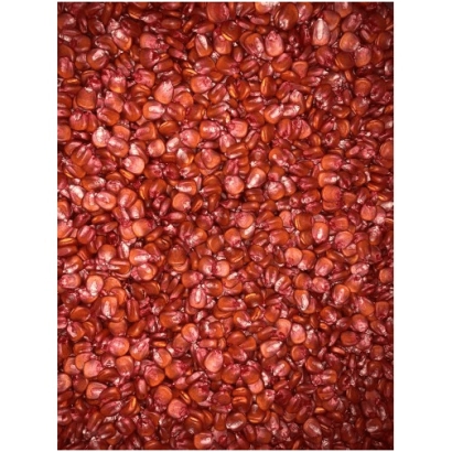 Крупный план красных соевых зерен - Хортиця