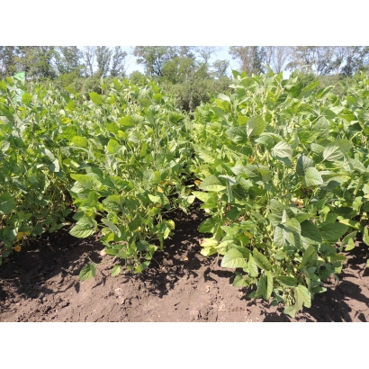 Soybean field in growth stage - IRBIS