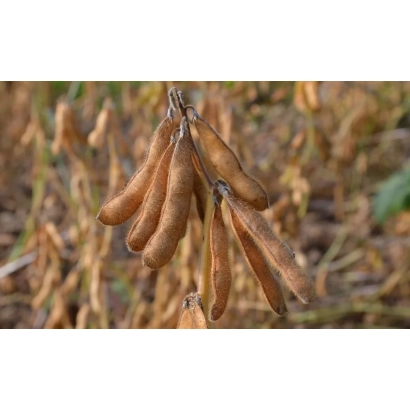Ripe soybean pods on a plant - ISIDORE
