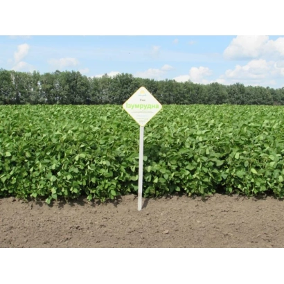 Поле сои с вывеской на переднем плане - Изумрудная