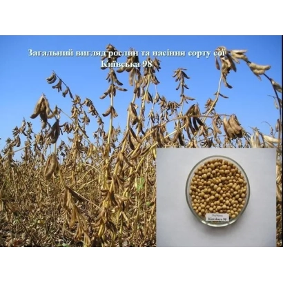 Соя Киевская 98 на фоне поля с созревшими растениями
