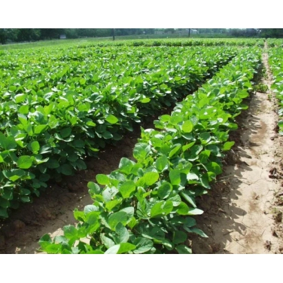 Поле сої в ряди, зелені рослини на фоні неба - Княжна