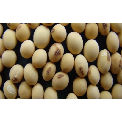 Соя на черном фоне - Корсак