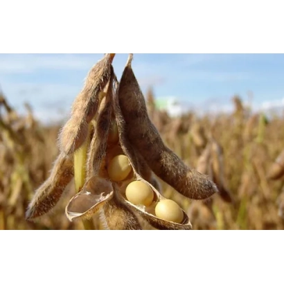 Соя в стручках на фоне поля - Ласточка