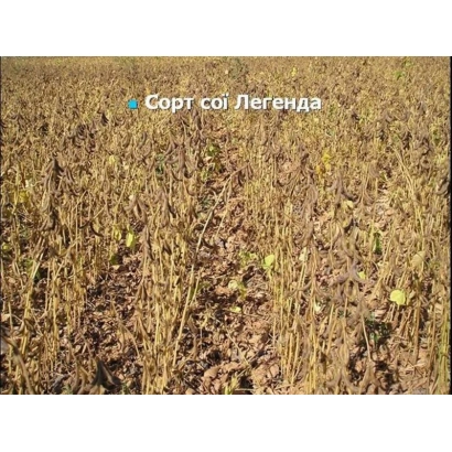 Полевая культура соя сорта Легенда