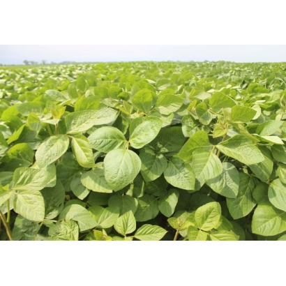 Поле сои - ЛИД Едукатор