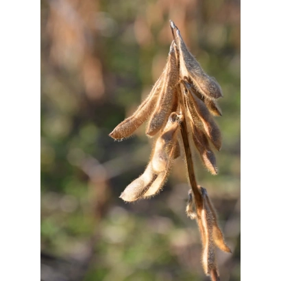 Сухие соевые стручки на ветке - ЛИД Промотор