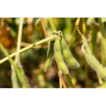 Зеленые стручки сои на стебле - Любава