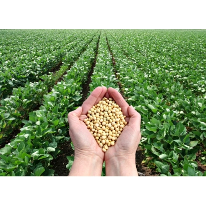 Руки тримають соєве насіння на тлі поля сої - ЛУЧЕЗАРНАЯ