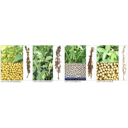 Соя Майя: желтые семена, соцветия и листья растения