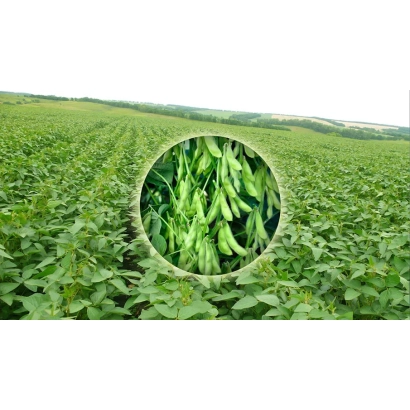 Поле сої з круглою вставкою, що показує соєві стручки - Міленіум
