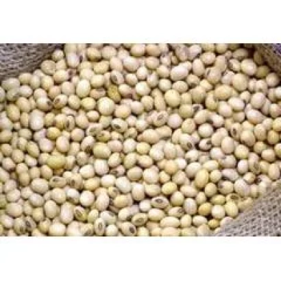 Соя на ткани - Монада