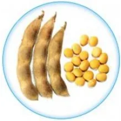 Три соевых стручка и зерно сои - Монарх