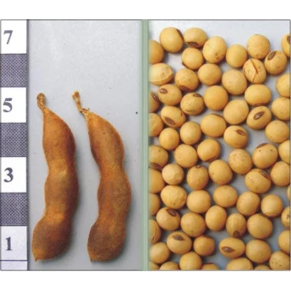 Соя в стручках и зернах - Мрия