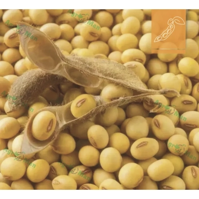 Soybeans in pods and grains on background - NS Apolo
