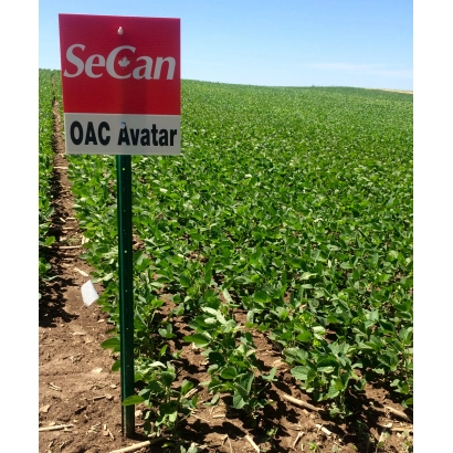 Знак SeCan с надписью OAC Avatar на фоне поля сои - ОАЦ Аватар