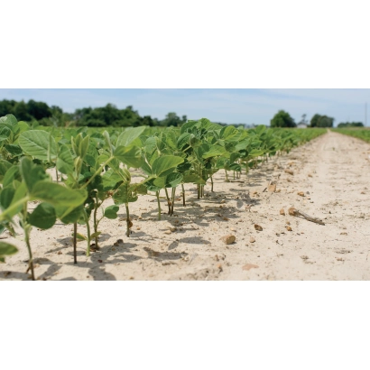 Ряды молодых соевых растений на поле - ОАЦ Калипсо