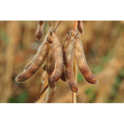 Dried soybean pods on a stem - Odessitka