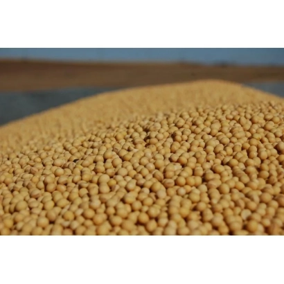 Крупный план соевых зерен на фоне поля - Оксана