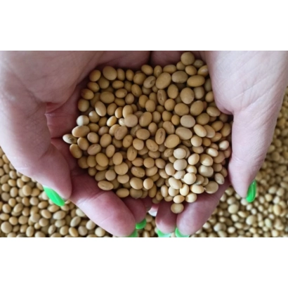 Руки держат соевые зерна на фоне сои - ОМСКАЯ 4