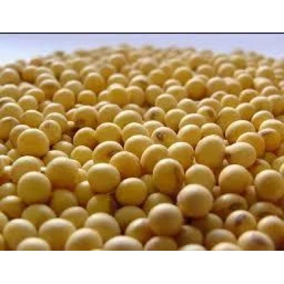 Соя в виде желтых зерен - Опус