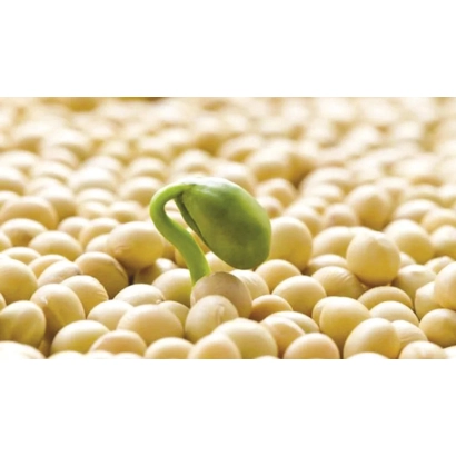 Зеленое пророщенное семя сои на фоне желтых зерен сои - Перепилочка