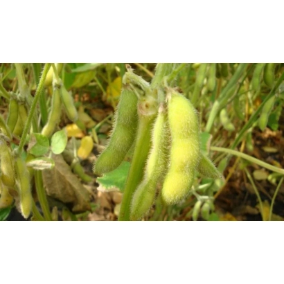 Соя на растении, зеленые стручки - Протеинка