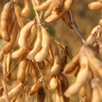 Сухо стручки сої на гілці - Сахара