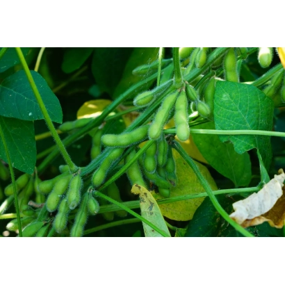 Зеленые стручки сои на ветвях растения - ШАМА