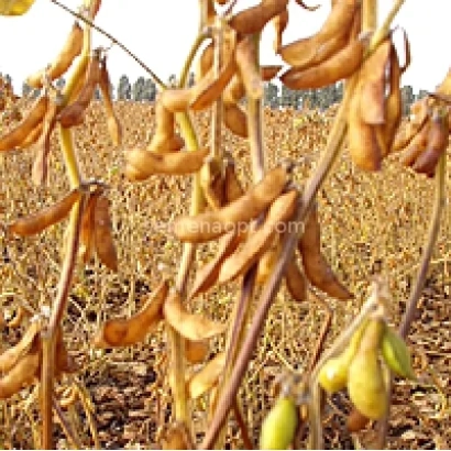 Соя на поле, зрелые стручки на стеблях - Шарм