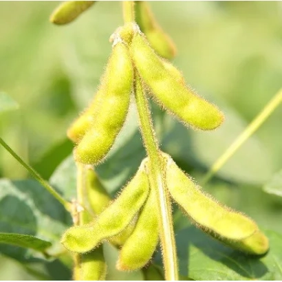Соя на растении - СГ Кеа