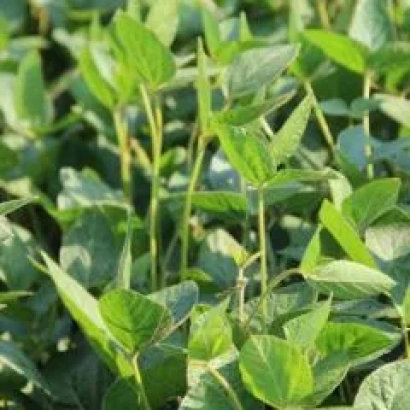 Зеленые листья сои на поле - СГ СР Пикор