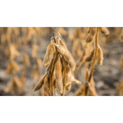 Сухие соевые стручки на ветке - Сильвия ПЗО