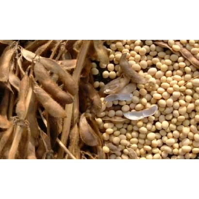 Соя в стручках и зернах - Синара