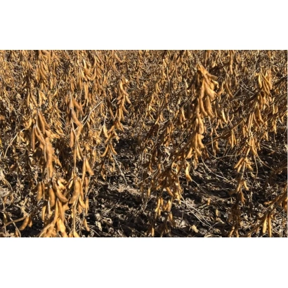 Поле с соевыми растениями в стадии созревания - СИРЕЛИЯ