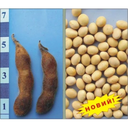 Соя в стручках и зернах на синем фоне - Скеля