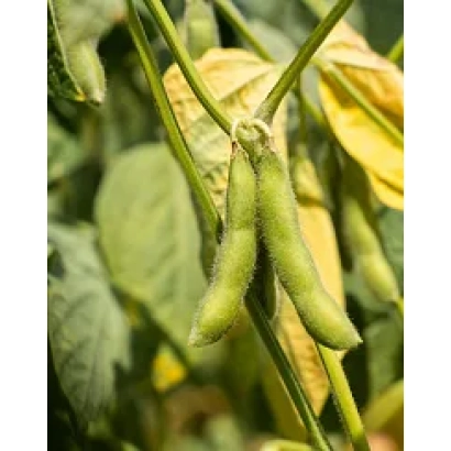 Green soybean pods on a plant stem - Slavia