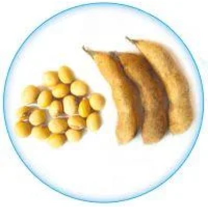 Соя: желтые зерна и стручки на белом фоне - София