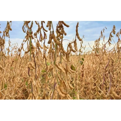 Поле соевых растений на фоне голубого неба - СТИНЕ 11Н20