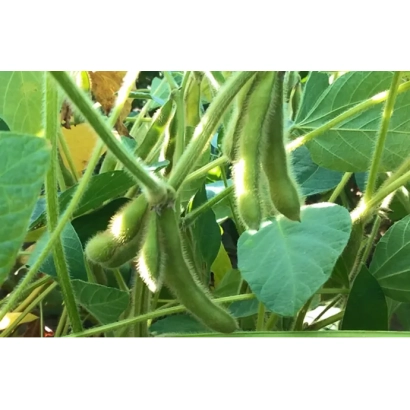 Soybean plant with pods and leaves - Stine 14H02