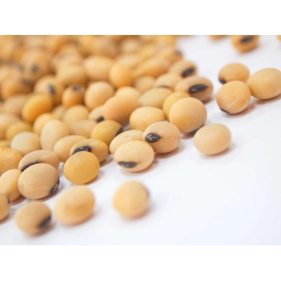 Соя на белом фоне - Султана