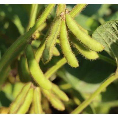 Соя на растении - СУЗА