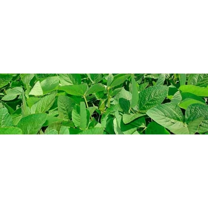 Зеленые листья сои на поле - Сузиря