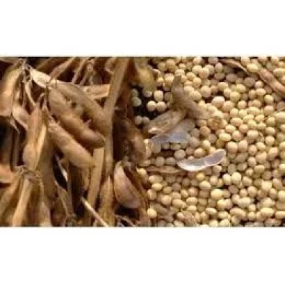 Соя в стручках и зерне - Святкова